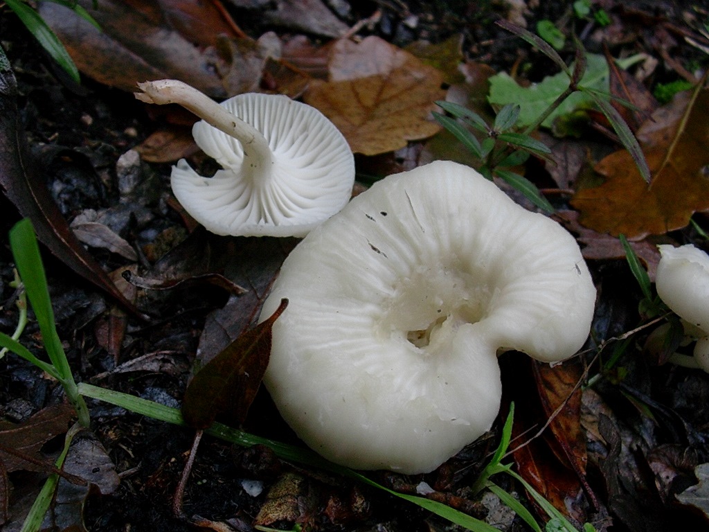 1190 Dicembre vecchio ritrovamento